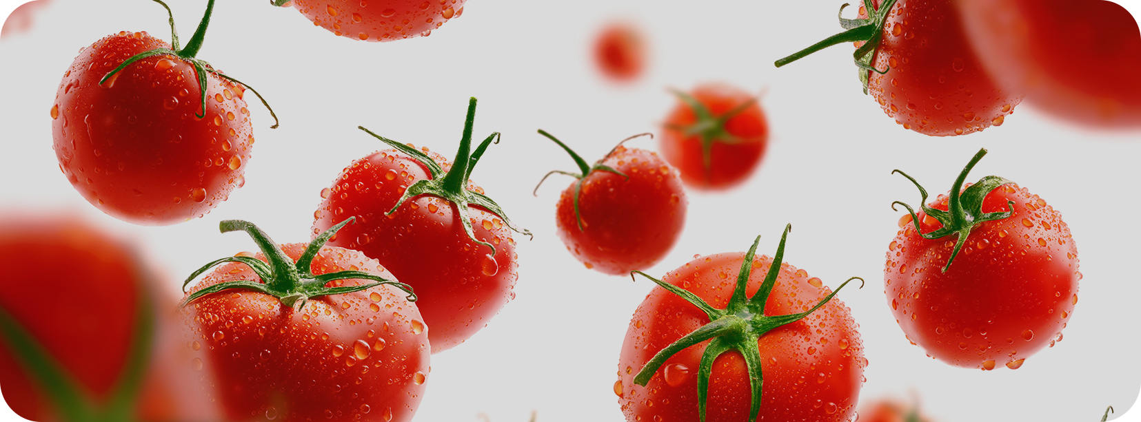 شرکت غذایی Ningbo Junyoufu ، آموزشی ویبولیتین